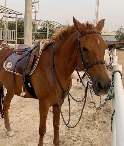إسطبل د / حامد المطبقاني - جدة - +966 50 567 6000