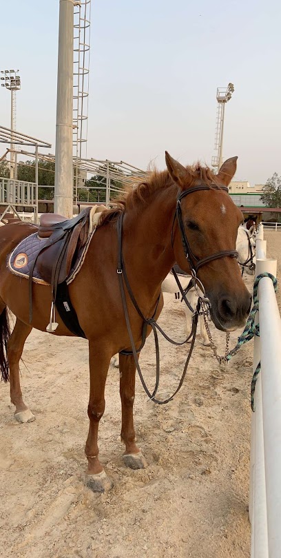 إسطبل د / حامد المطبقاني - Jeddah 23641