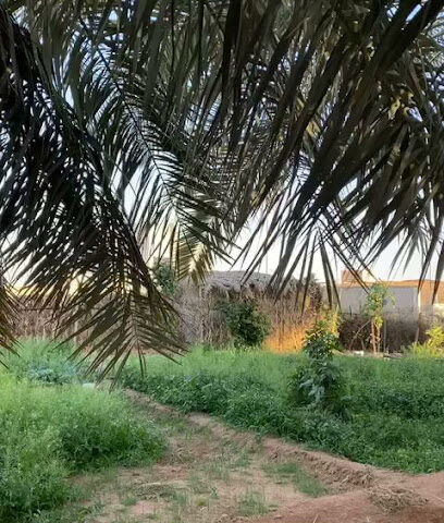 الصيفي - يشيد - +966 55 987 8879
