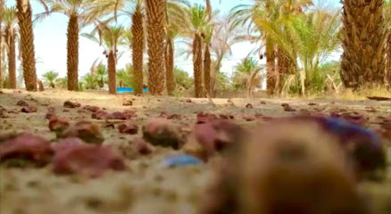 مزرعة بيشي بن علي بن سفران القرني (رحمة الله) - بيشة -