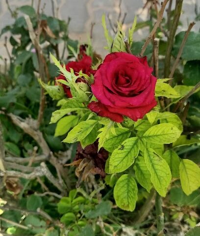 مزرعة الربيعان - البكيرية -