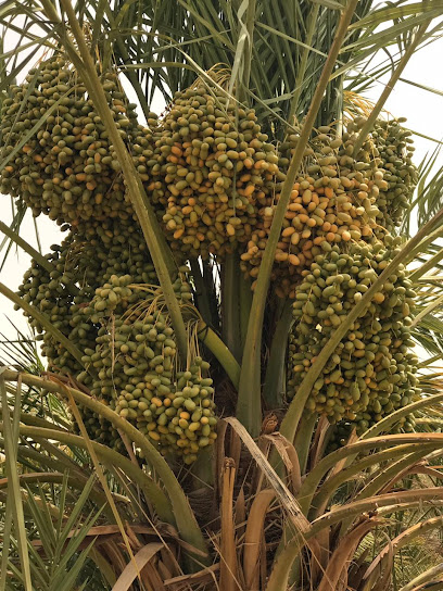 أسترا الزراعية - الخرج - Al-Kharj 16259