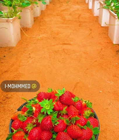 مزرعة الفراولة - الدوادمي - +966 54 392 2398