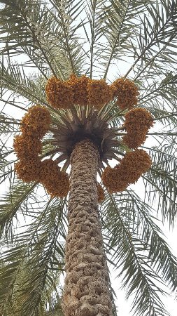 زراعة الحاج حسن علي دخيل الناصر - صفوى - +966 54 060 4494