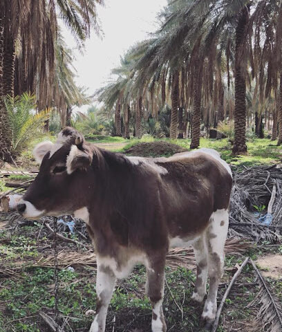 مزرعة و ديوانية / علي محمد الغانم - البكيرية - +966 50 611 1901