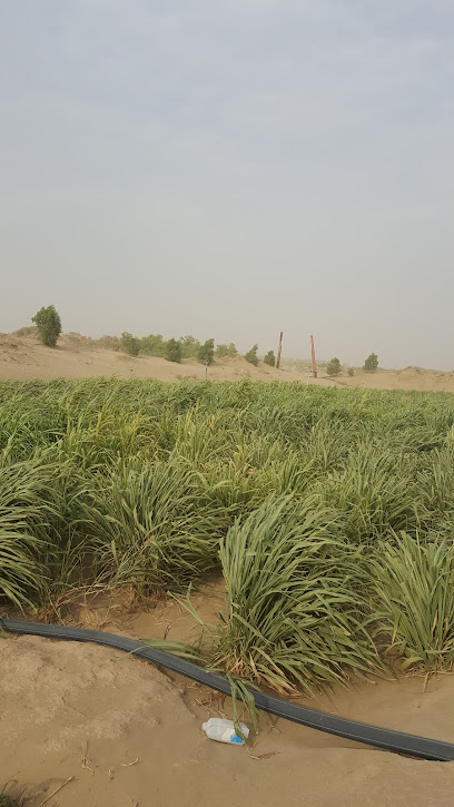 مزرعة الدرابنه - Saudi Arabia|جازان 87315|9G4J+J6C