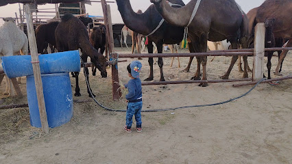 نقطة حليب الإبل - الدمام -