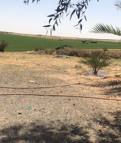 مزرعة سعود بن عبدالمحسن العقيلي - البكيرية -