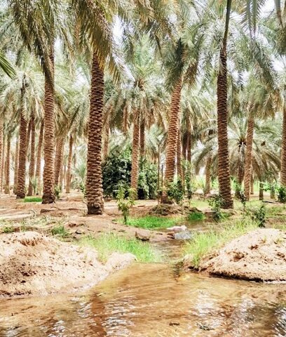 مزرعة ابراهيم عبدالعزيز صالح المحيميد - البكيرية -