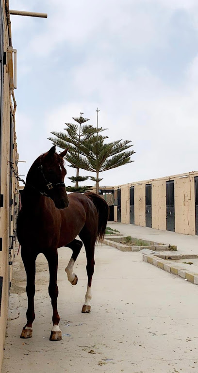 اسطبل السلاطين للفروسيه - متجر مستلزمات الخيل - Saudi Arabia|Abha 52083|King Abdullah Rd