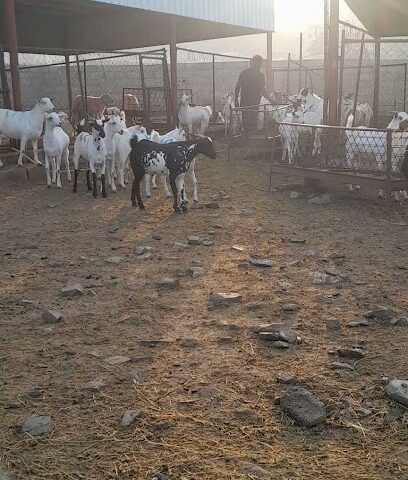 بن مرهق للذبائح - المجاردة -