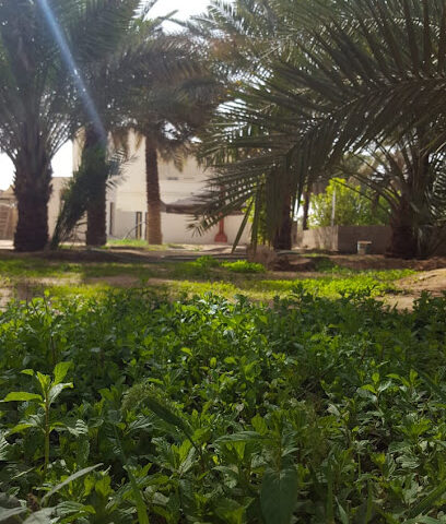 مزرعة الرشاش - الارطاوية - +966 50 445 4577
