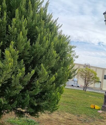حديقة البازعي - تبوك -