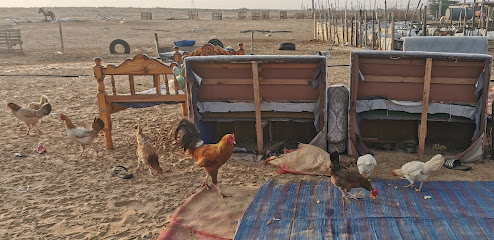 مزرعة حسن مستور - جازان -