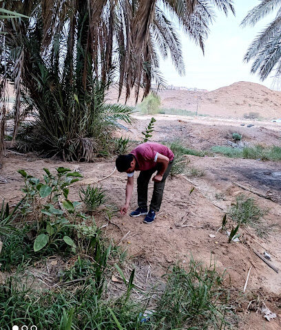 نخل البراهيم ـ الأنواء - الرياض -