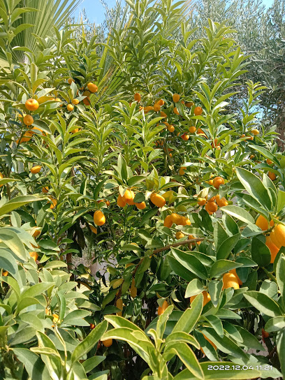 حديقة البرتقال - Saudi Arabia|Tabuk 47331|Cultivated Area|CMG6+6RQ
