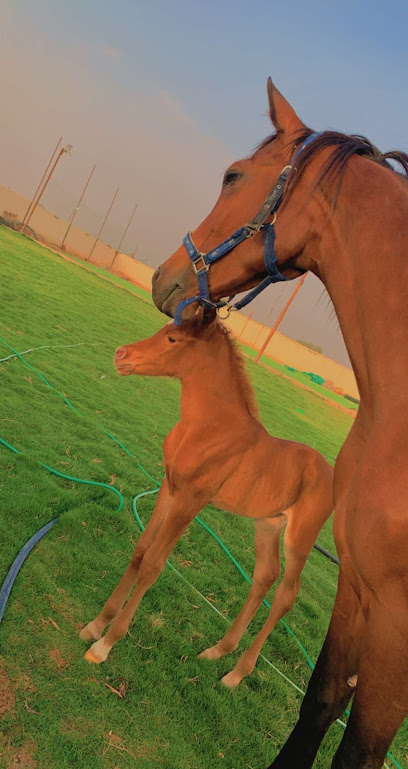 أسطبلات ومربط أصايل الحجاز للخيل العربية الأصيلة وتعليم ركوب الخيل - Saudi Arabia|Taif 26412|Al Hawiyah