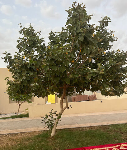 بستان السويل - بريدة -