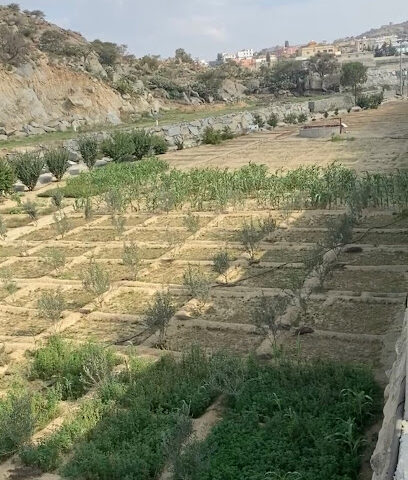 مزرعة القاسمية - النماص -