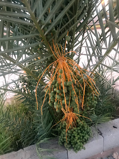 المشي في الحديقة - Saudi Arabia|Arar 73312|X2H2+HWC