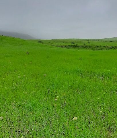 المنشرحة - الزلفي -