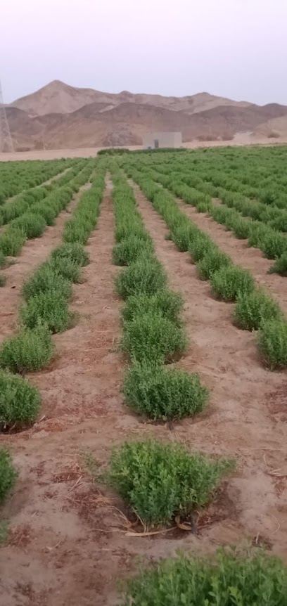 حناء طبيعي ينبع النخل - Saudi Arabia|ينبع 46761|اليسيرة