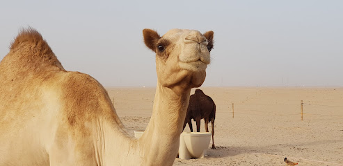 مكتب LnT Safaniyah Yard - الخفجي -