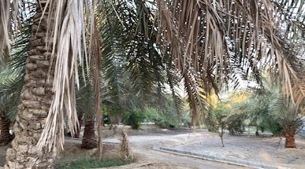نخل القطيبية - صفوى -