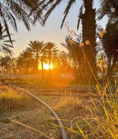 مزرعة الشيخ صوال ضحيان الراجحي - تربه -