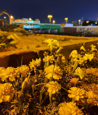 ممشى طريق الملك سعود - نجران - +966 58 078 5405