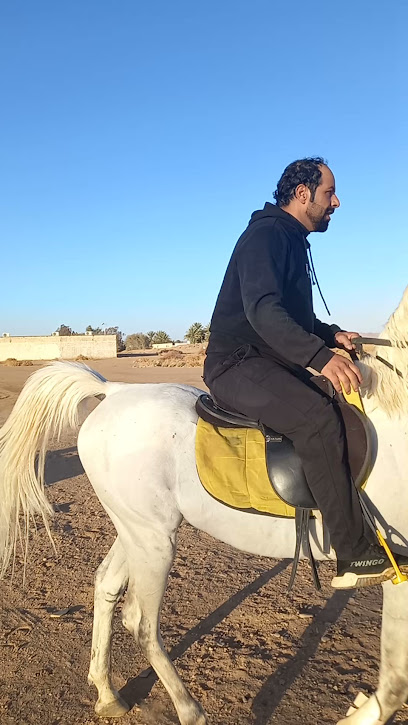 اسطبل البواسل للخيل العربية مربط البواسل للخيول - Saudi Arabia|Tabuk 47332|FMF6+GRQ
