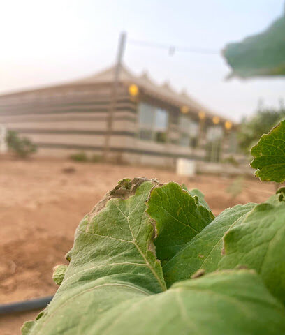 مدهال أبو نايف - الزلفي -