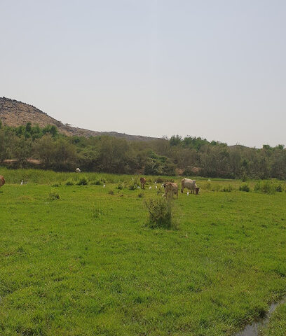 محطة إطفاء غابات رغدان - الباحة -