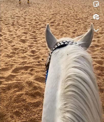 اسطبل العاصي بتبوك لتعليم الفروسية -  - +966 50 018 0705