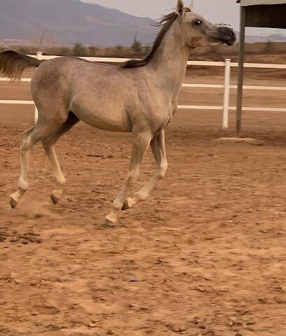 اسطبل ألاثيل للخيل العربية الاصيلة -  - +966 55 723 6008