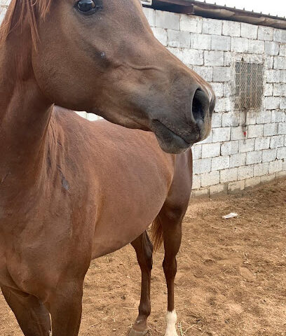 اصطبل العاديات للخيل العربيه الاصيله - تنداها - +966 50 574 1241