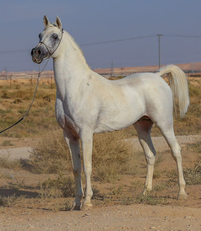 إسطبل ربط النخوة - الخرج - +966 56 656 9998