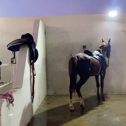 ربط وقت الاصايل للخيل العربية الأصيلة - الخرج - +966 50 166 0136