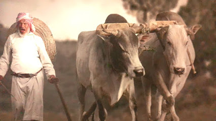 مقوقع النحل - النماص -