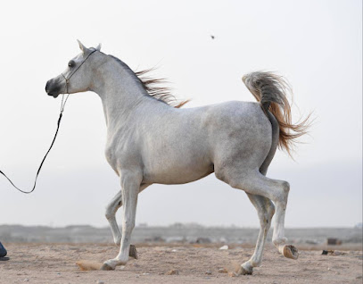 اسطبل الخيل العربية الاصيلة - المدينة المنورة -
