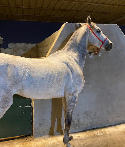 مربط الريم - جدة - +966 54 300 6737