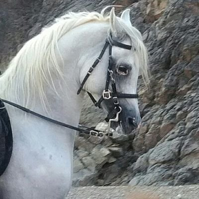إسطبل الباشا - الوجه -