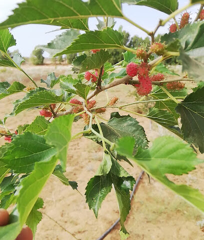 إسطبل وإستراحة الريف وغرف إنتاج الطيور -  - +966 55 678 9067