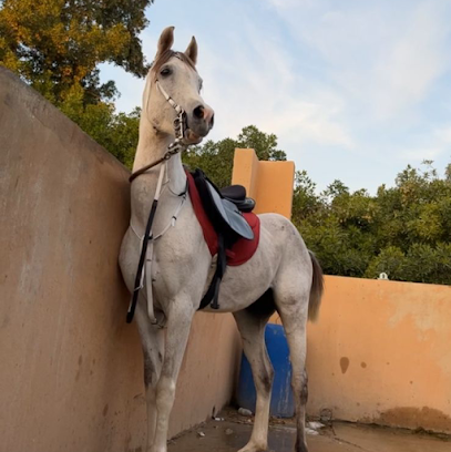 اسطبل النايف - صفوى - +966 55 266 9782