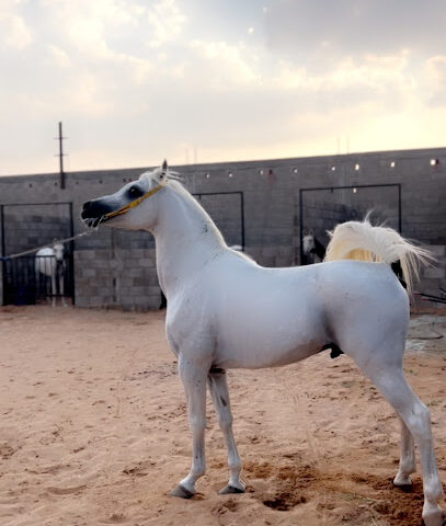 إسطبل ابو دانه - الخبر - +966 59 066 6683