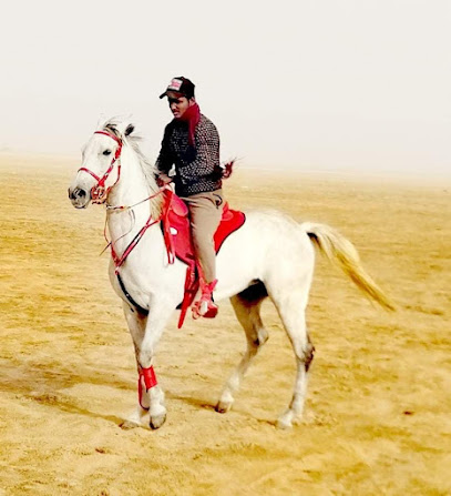 اسطبل السيف - الظهران - +966 53 664 1196
