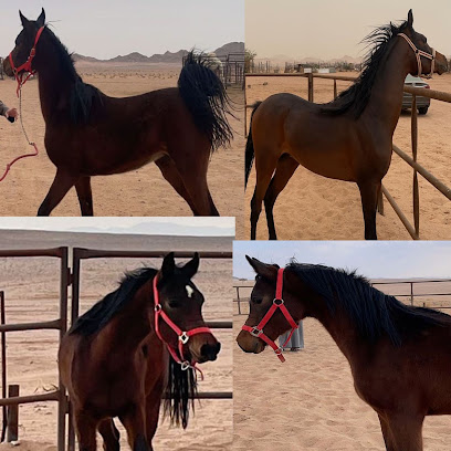 ابل الطحير - يشيد - +966 54 749 0999
