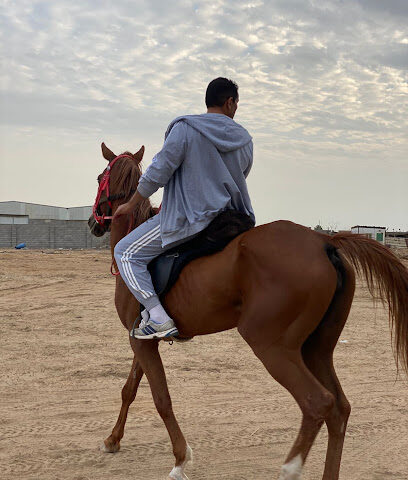 Yellow Stable - مربط الأصفر للخيل العربية الأصيلة - جدة - +966 50 662 0066