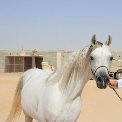 أسطبل الصواير للخيل العربية الأصيله - الصفا - +966 54 417 2111