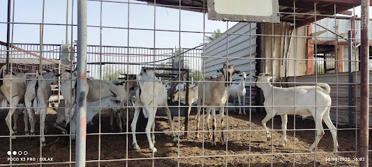 متجر الماعز - سيهات -